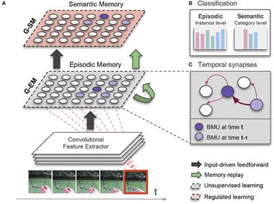 Lifelong Learning of Spatiotemporal Representations With Dual-Memory Recurrent Self-Organization